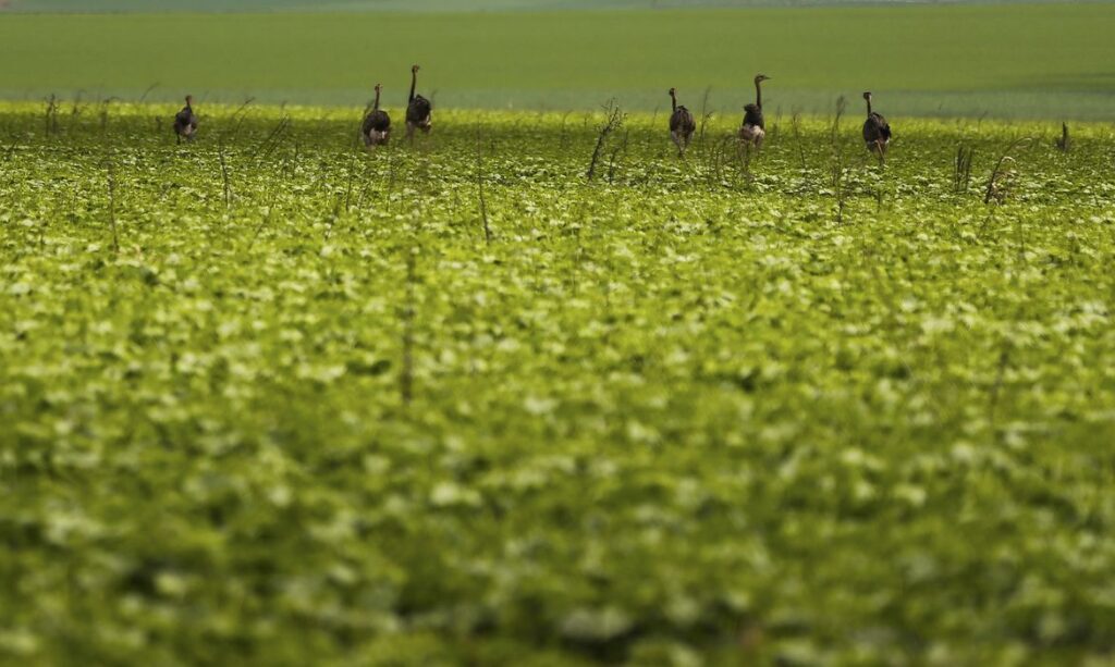 Produtor rural terá que usar fotos georreferenciadas para acionar seguro, decide CMN