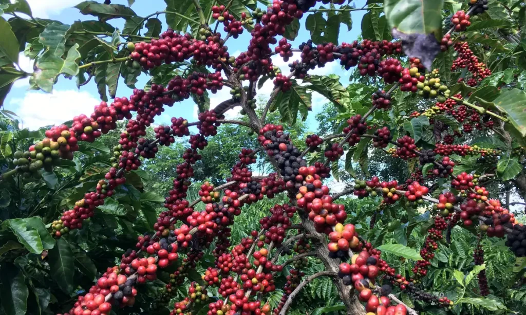 Novas regras europeias ameaçam exportação de café e pequenos produtores brasileiros