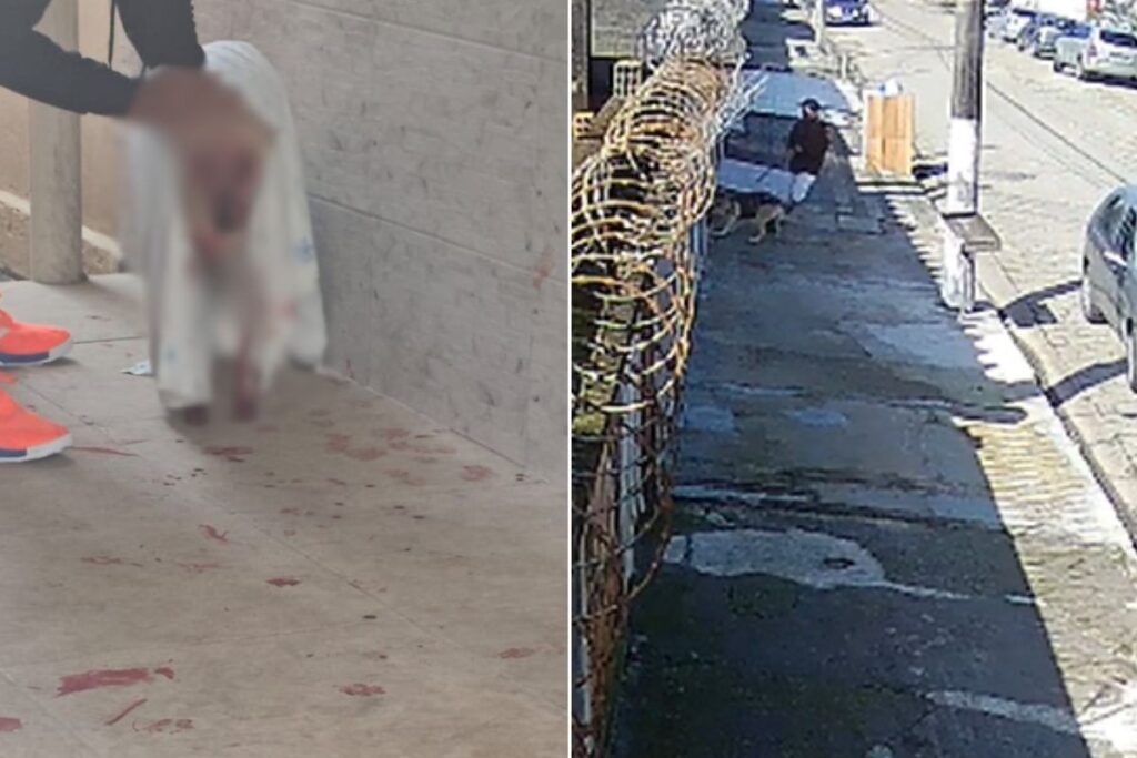pitbull pelo portão de casa no litoral de SP Uma cadela de nove anos sofreu uma
