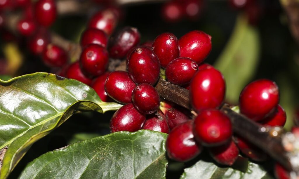 Exportações brasileiras de café, carne e aeronaves escapam de novas tarifas dos EUA