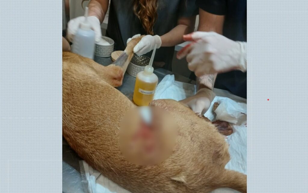 Cachorra Lola é ferida por linha de cerol em Ribeirão Preto e reacende alerta sobre riscos