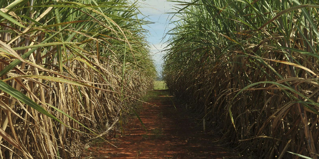 Eco Invest Brasil tem limite de remuneração elevado pelo CMN para atrair bancos