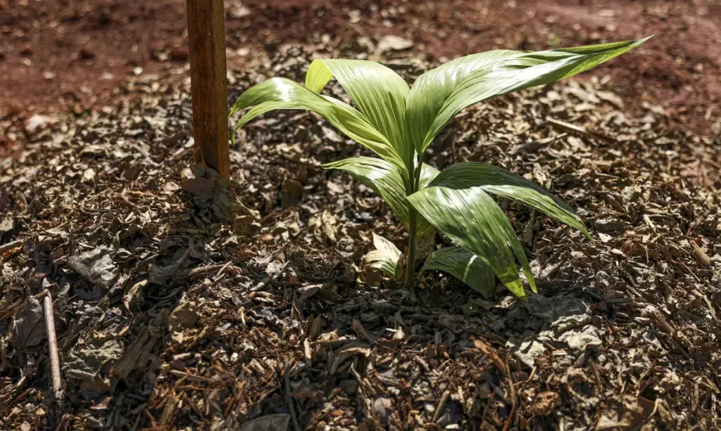 Embrapa apresenta diretrizes para o futuro da agricultura sustentável no Brasil