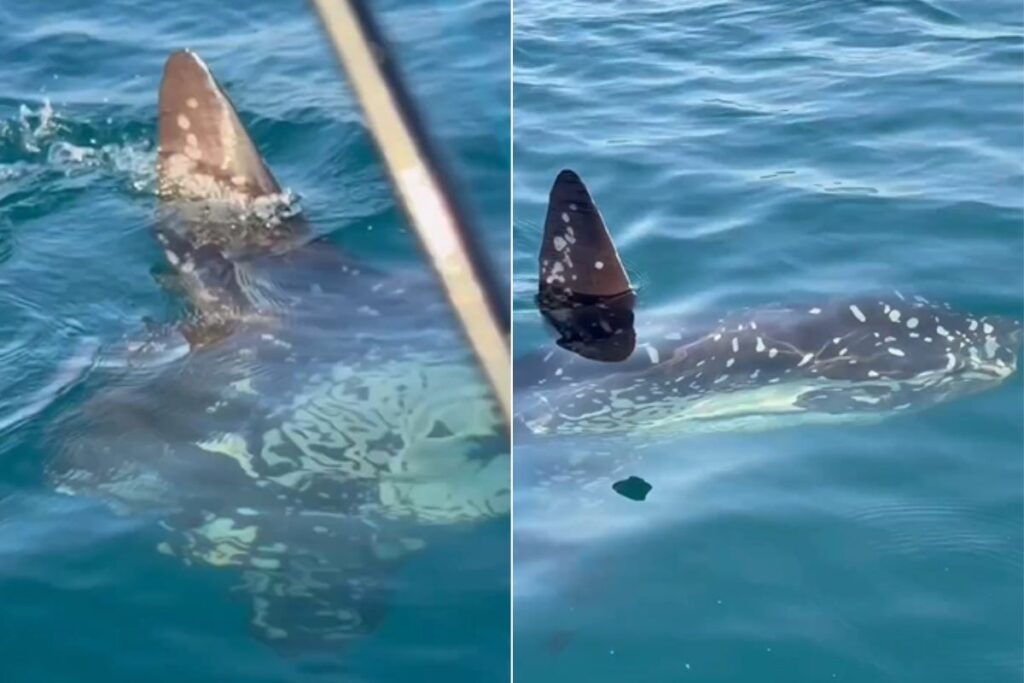 Encontro raro no litoral paulista: pescador se depara com gigante peixe-lua em Itanhaém