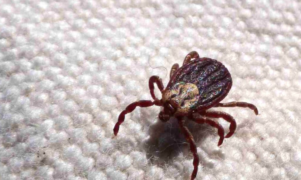 Febre maculosa em São Paulo: 18 mortes em 19 casos reforçam urgência do diagnóstico