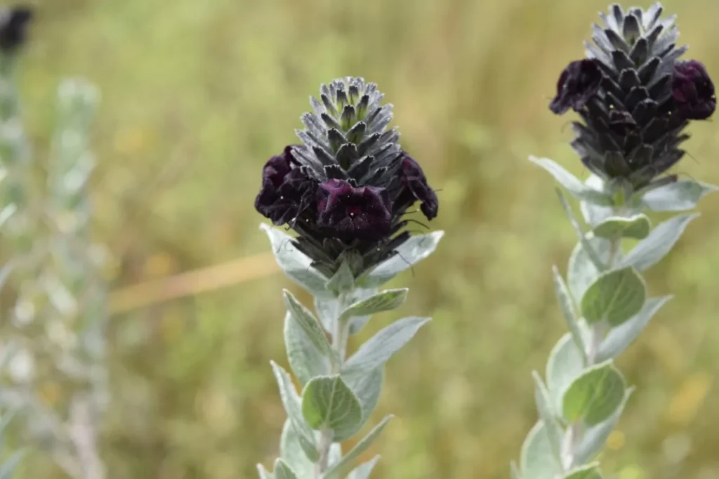 Flores pretas do Cerrado: a beleza rara que enfrenta risco de extinção
