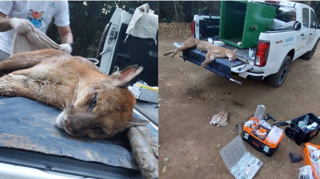 Onça ferida por tiro é resgatada às margens do Rio Jaguari em Pirassununga