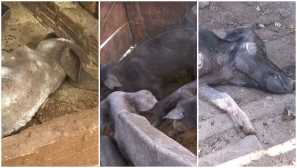 R$ 426 mil de multa e busca por dono de 142 porcos abandonados sem comida e água