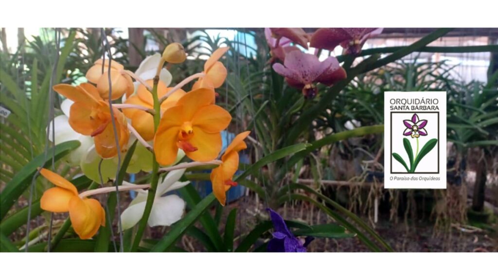Santa Bárbara d'Oeste celebra a 16ª edição do Festival de Orquídeas com vasta programação