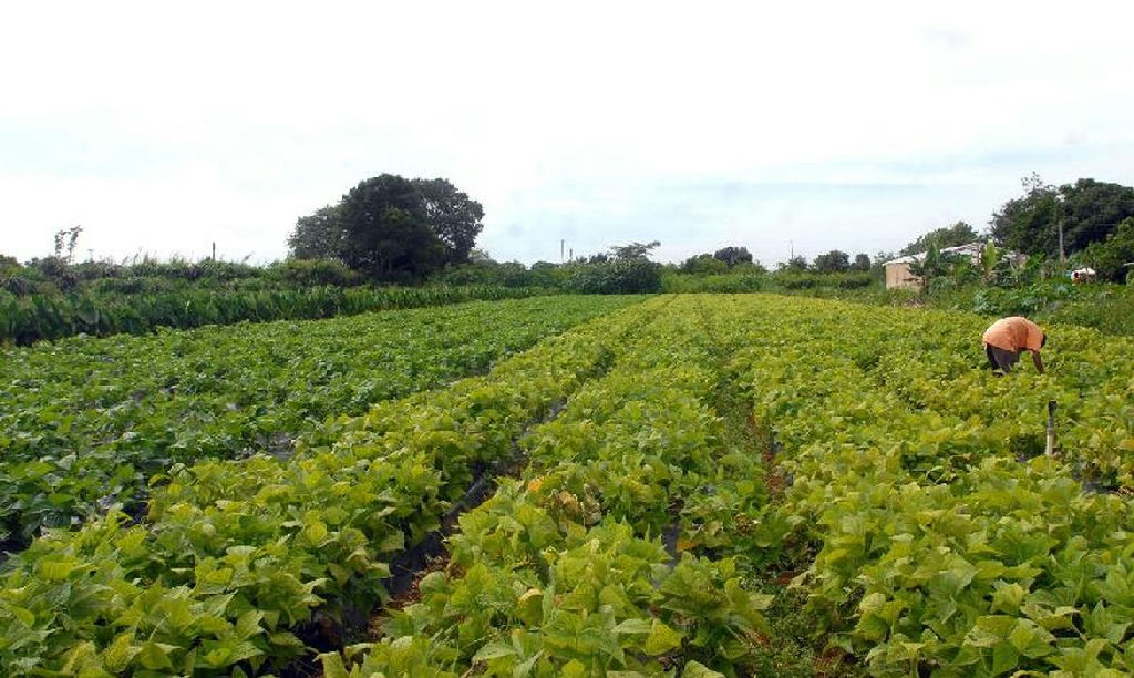 Aporte de R$ 64,3 milhões impulsiona segurança alimentar e apoio a povos indígenas