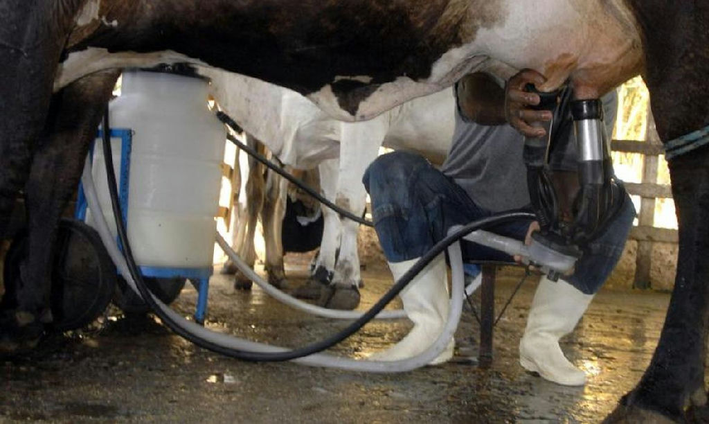 Brasil atinge recorde de 36,7 bi de litros de leite em 2025 com menos vacas