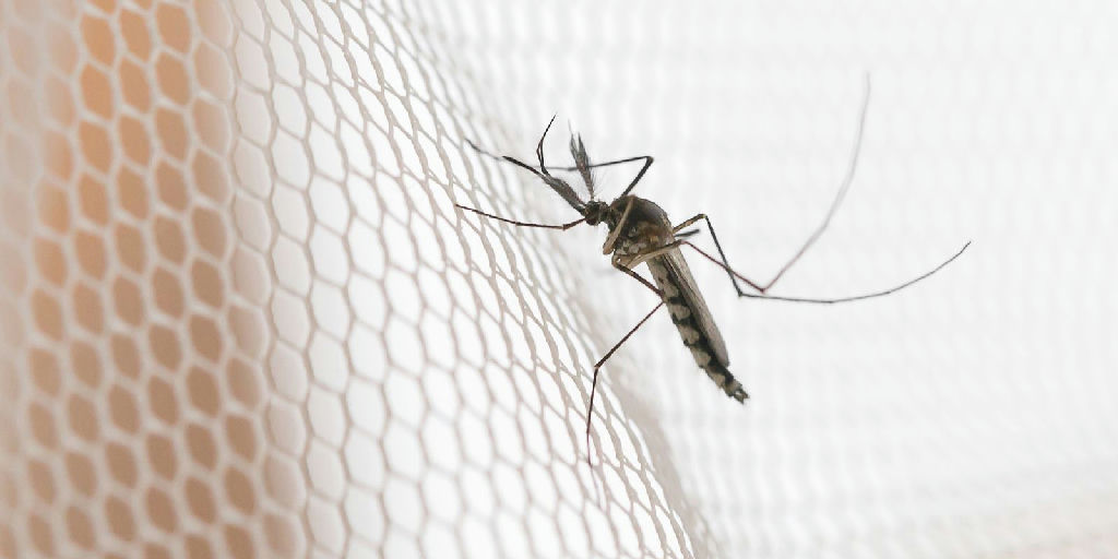 Dengue em São Paulo: cidades do noroeste lideram incidência de casos