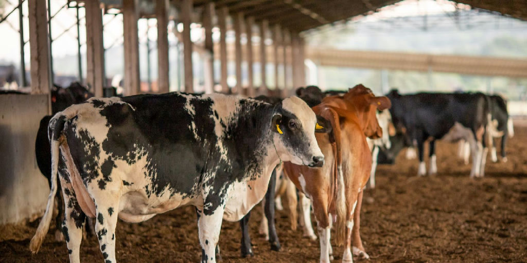 Exportação de carnes brasileiras para a União Europeia é suspensa: entenda o impacto e os próximos passos