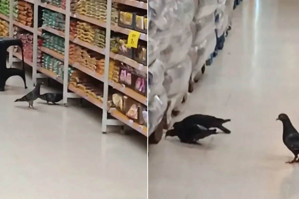 Pombos são flagrados em hipermercado de São Vicente e geram preocupação com higiene