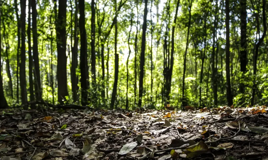 Produção florestal brasileira atinge recorde de R$ 47,9 bilhões em 2025