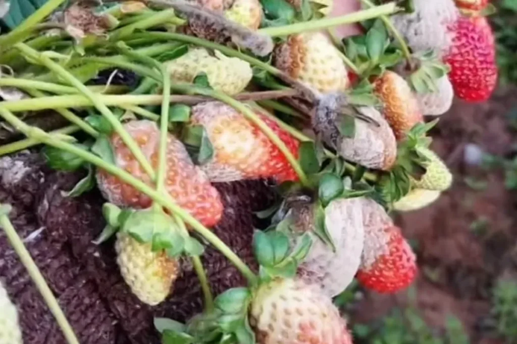 Temporais em Atibaia: produtores de morango registram perdas de até 80% na colheita