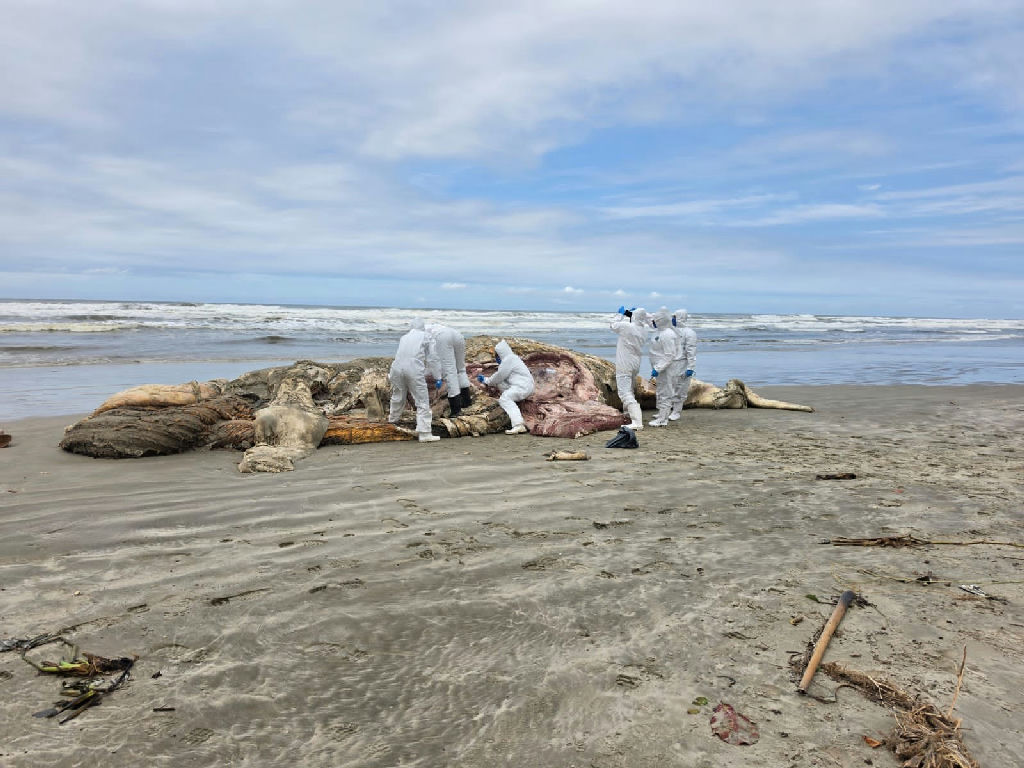Baleia-jubarte juvenil é achada sem vida em praia de Mongaguá, no litoral paulista