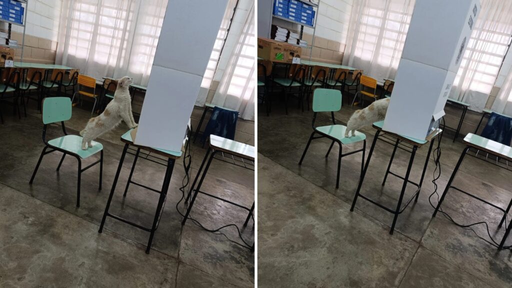 Gata curiosa rouba a cena ao 'votar' em urna eletrônica no interior de São Paulo