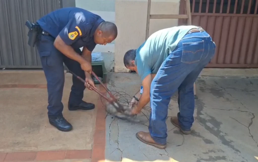 Gato em apuros: resgate emocionante em cerca elétrica mobiliza equipes em Guaíra, SP