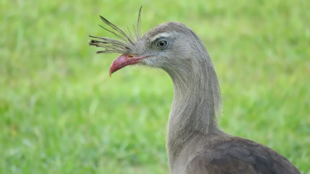Seriema e araponga: aves brasileiras com cantos mais altos que motosserra em parque de SP