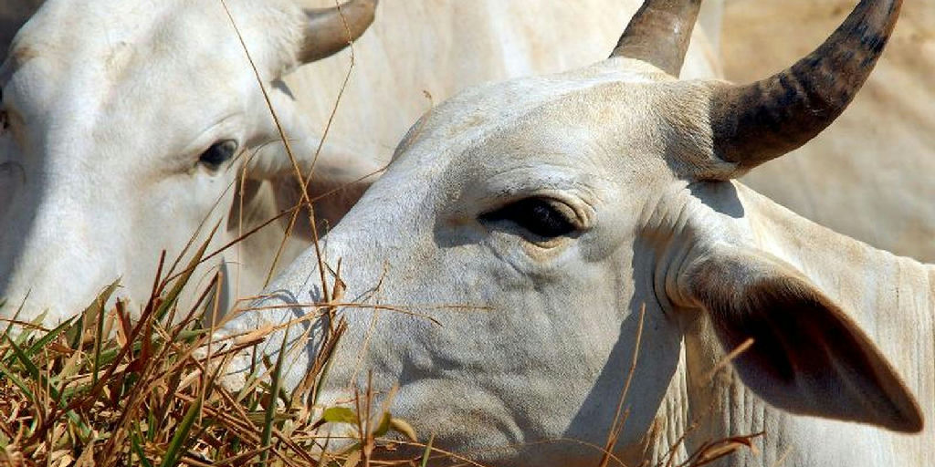 Tarifa de 67% sobre carne bovina brasileira na China acende alerta no setor