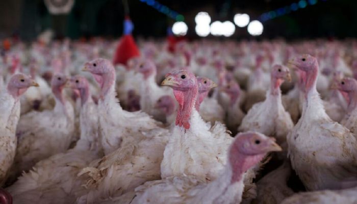 Agricultura confirma foco de doença de Newcastle em Santa Catarina