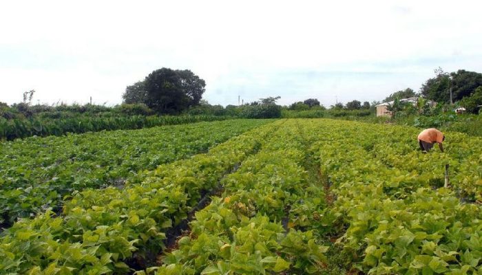 Aporte de R$ 64,3 milhões impulsiona segurança alimentar e apoio a povos indígenas