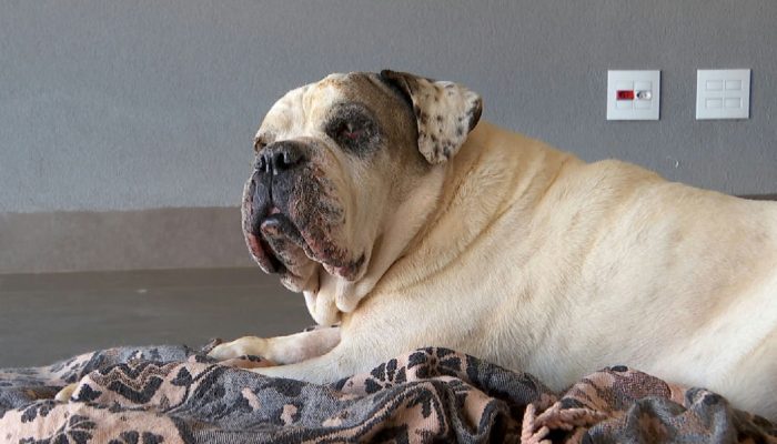 Ataque cruel: ladrões incendeiam canil com cachorra dentro em furto a chácara de Brodowski