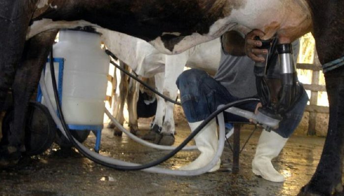 Brasil atinge recorde de 36,7 bi de litros de leite em 2025 com menos vacas