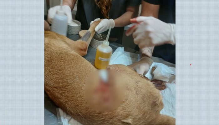 Cachorra Lola é ferida por linha de cerol em Ribeirão Preto e reacende alerta sobre riscos