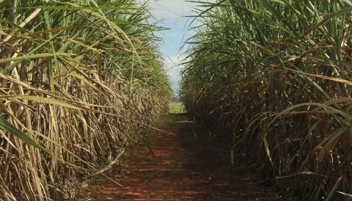 Eco Invest Brasil tem limite de remuneração elevado pelo CMN para atrair bancos
