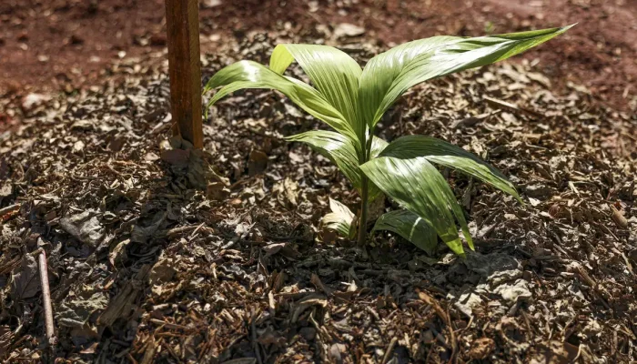 Embrapa apresenta diretrizes para o futuro da agricultura sustentável no Brasil