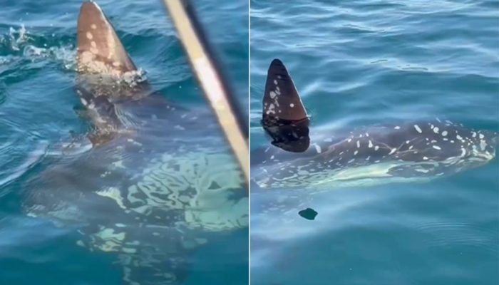 Encontro raro no litoral paulista: pescador se depara com gigante peixe-lua em Itanhaém