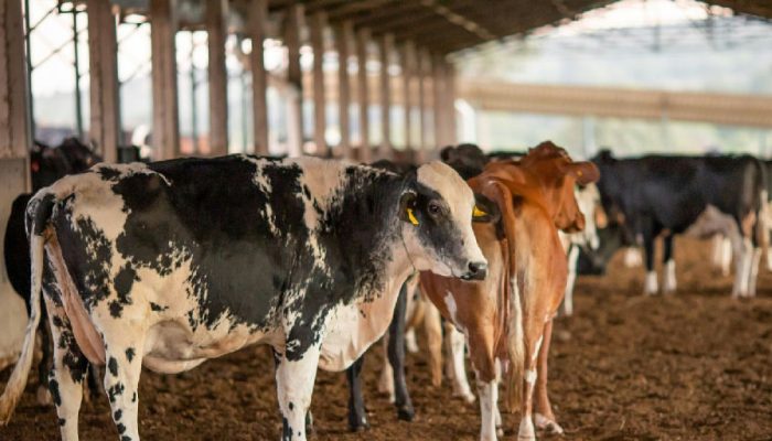 Exportação de carnes brasileiras para a União Europeia é suspensa: entenda o impacto e os próximos passos