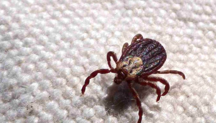 Febre maculosa em São Paulo: 18 mortes em 19 casos reforçam urgência do diagnóstico