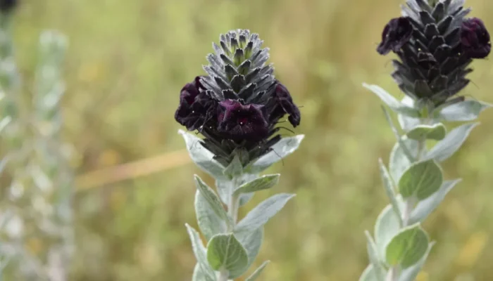 Flores pretas do Cerrado: a beleza rara que enfrenta risco de extinção
