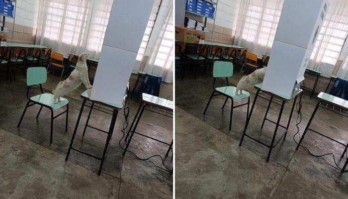 Gata curiosa rouba a cena ao 'votar' em urna eletrônica no interior de São Paulo
