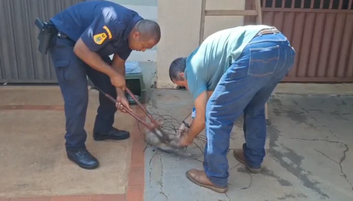 Gato em apuros: resgate emocionante em cerca elétrica mobiliza equipes em Guaíra, SP