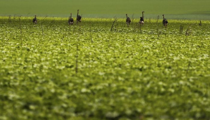 Produtor rural terá que usar fotos georreferenciadas para acionar seguro, decide CMN