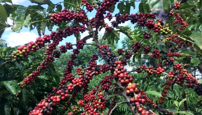 Novas regras europeias ameaçam exportação de café e pequenos produtores brasileiros