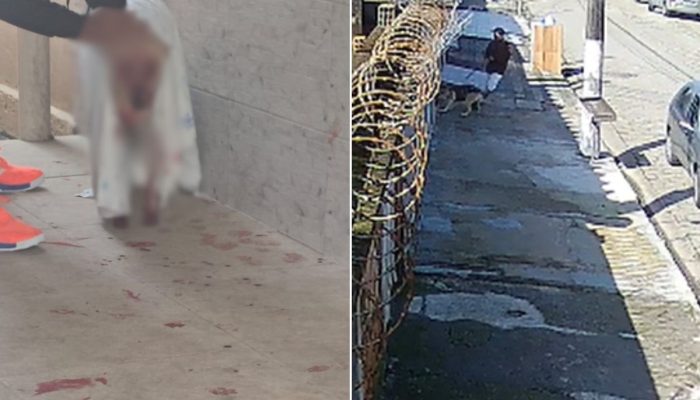 pitbull pelo portão de casa no litoral de SP Uma cadela de nove anos sofreu uma