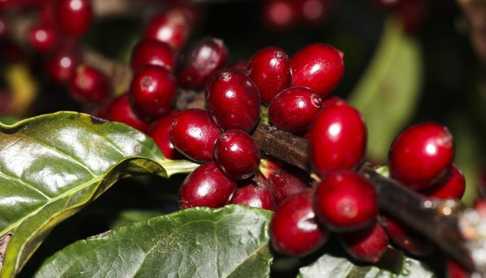 Exportações brasileiras de café, carne e aeronaves escapam de novas tarifas dos EUA