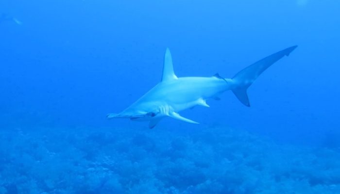 Antidepressivo humano é encontrado em tubarões-martelo no litoral do Rio de Janeiro
