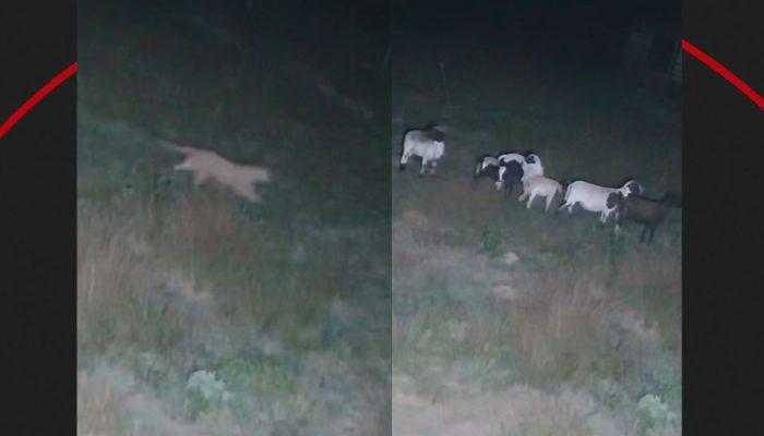 Onça é flagrada em tentativa de ataque a rebanho no interior de São Paulo