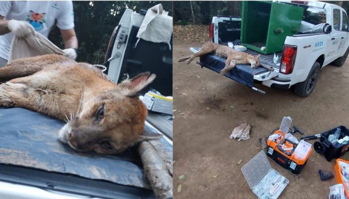 Onça ferida por tiro é resgatada às margens do Rio Jaguari em Pirassununga