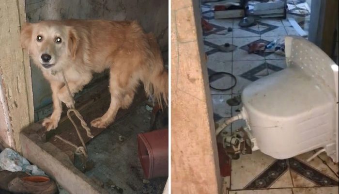 Polícia resgata cães, gatos e aves em situação de maus-tratos em Campinas