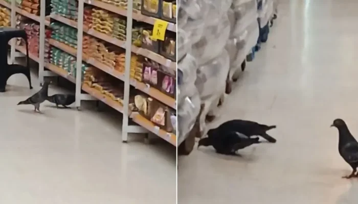 Pombos são flagrados em hipermercado de São Vicente e geram preocupação com higiene