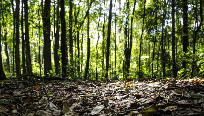 Produção florestal brasileira atinge recorde de R$ 47,9 bilhões em 2025