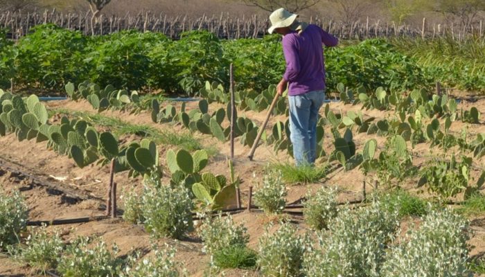 Crédito: agenciabrasil.ebc.com.br