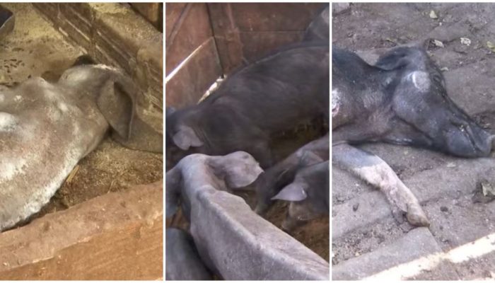 R$ 426 mil de multa e busca por dono de 142 porcos abandonados sem comida e água